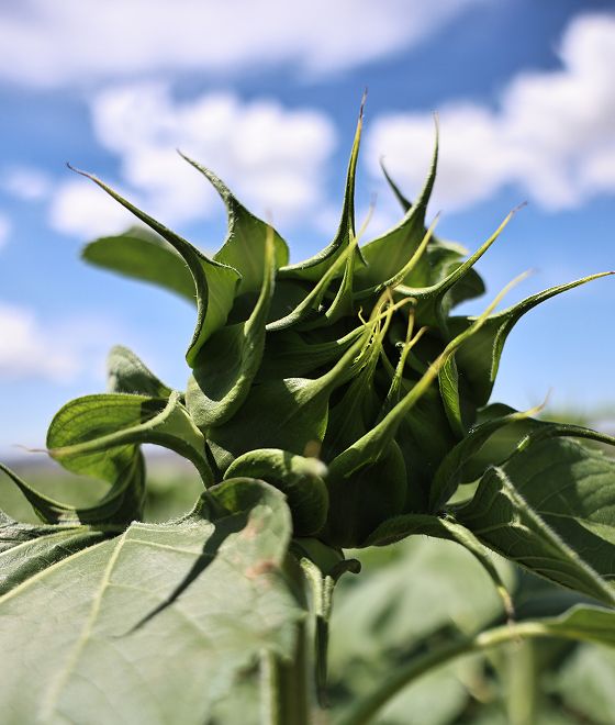 Breeding Seeds