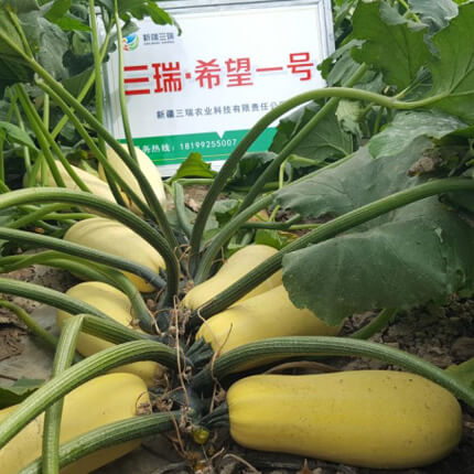 Joint cooperation to generate revenue, new variety of pumpkin seeds  makes its debut.
